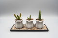 Viral Cloud Mini Planter Set - Spring Collection (Set of 3 with Black Tray)